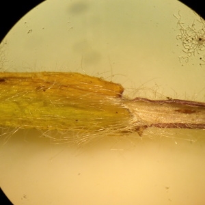 Photographie n°1952552 du taxon Dichanthelium acuminatum (Sw.) Gould & C.A.Clark [1979]