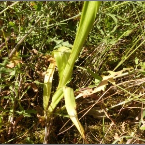 Photographie n°1952742 du taxon Anacamptis pyramidalis (L.) Rich. [1817]