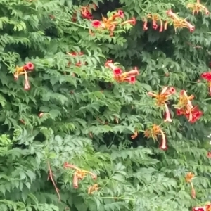 Photographie n°1954253 du taxon Campsis radicans (L.) Bureau [1864]