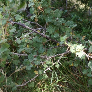 Photographie n°1955141 du taxon Ribes uva-crispa L. [1753]