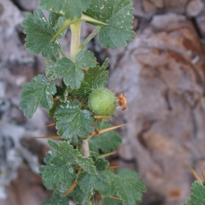 Photographie n°1955157 du taxon Ribes uva-crispa L. [1753]