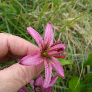 Photographie n°1955902 du taxon Lilium martagon L.