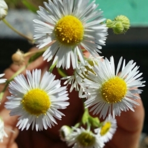 Photographie n°1956116 du taxon Erigeron annuus (L.) Desf. [1804]