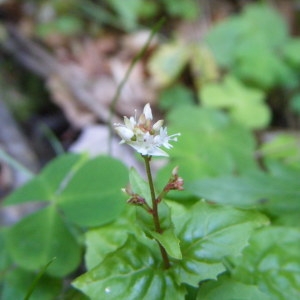 Photographie n°1956325 du taxon Circaea alpina L.