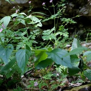 Photographie n°1956339 du taxon Scrophularia nodosa L. [1753]