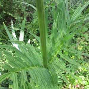 Photographie n°1957152 du taxon Valeriana officinalis L. [1753]