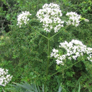 Photographie n°1957153 du taxon Valeriana officinalis L. [1753]