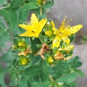 Photographie n°1957316 du taxon Hypericum perforatum L. [1753]