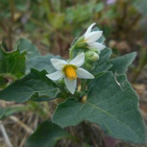 Photographie n°1957332 du taxon Solanum nigrum L. [1753]