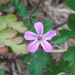 Photographie n°1957374 du taxon Geranium robertianum L. [1753]