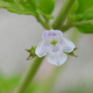 Photographie n°1957740 du taxon Clinopodium nepeta (L.) Kuntze [1891]