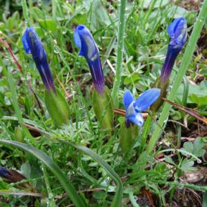 Photographie n°1957938 du taxon Gentiana verna subsp. verna 