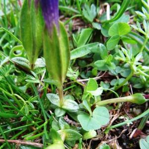 Photographie n°1957985 du taxon Gentiana verna subsp. verna 
