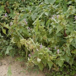 Photographie n°1959595 du taxon Lamium maculatum (L.) L. [1763]