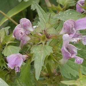 Photographie n°1959602 du taxon Lamium maculatum (L.) L. [1763]