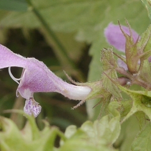 Photographie n°1959609 du taxon Lamium maculatum (L.) L. [1763]