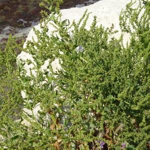 Photographie n°1960457 du taxon Atriplex littoralis L. [1753]