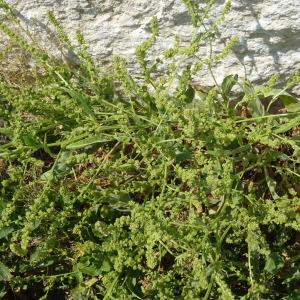 Photographie n°1960458 du taxon Atriplex littoralis L. [1753]