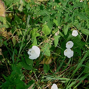 Photographie n°1960555 du taxon Convolvulus sepium L. [1753]