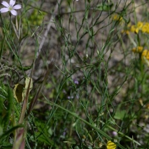 Photographie n°1962015 du taxon Petrorhagia saxifraga subsp. saxifraga 