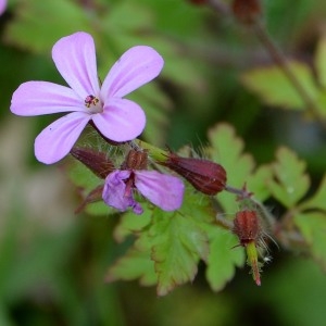 Photographie n°1962066 du taxon Geranium robertianum L. [1753]