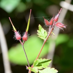 Photographie n°1962071 du taxon Geranium robertianum L. [1753]