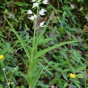 Photographie n°1962078 du taxon Cephalanthera longifolia (L.) Fritsch [1888]