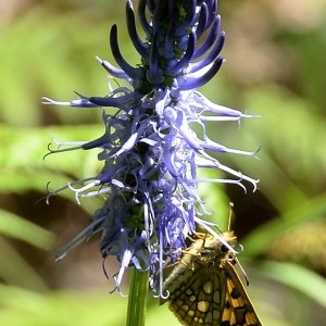 Photographie n°1962083 du taxon Phyteuma spicatum L. [1753]