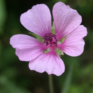 Photographie n°1962091 du taxon Althaea cannabina L. [1753]