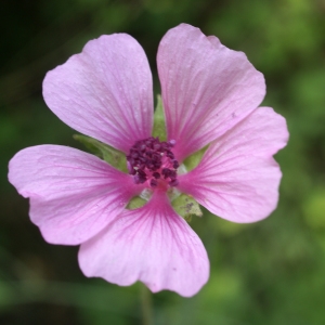 Photographie n°1962092 du taxon Althaea cannabina L. [1753]