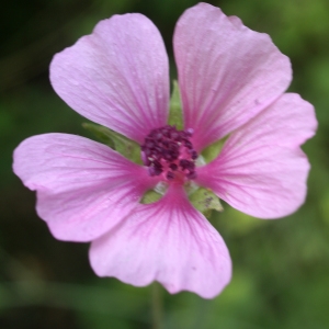 Photographie n°1962097 du taxon Althaea cannabina L. [1753]