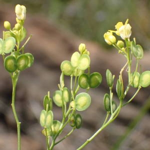 Photographie n°1962134 du taxon Biscutella lima Rchb.