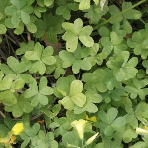 Photographie n°1962265 du taxon Oxalis pes-caprae L.