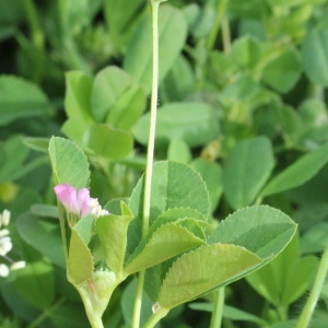 Photographie n°1962267 du taxon Trifolium resupinatum L.