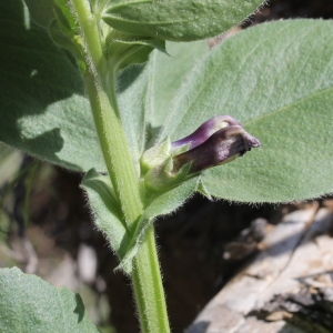 Photographie n°1962382 du taxon Vicia narbonensis L.