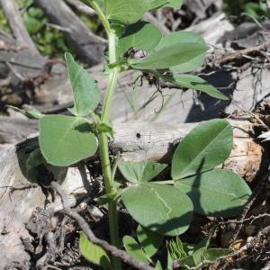 Photographie n°1962384 du taxon Vicia narbonensis L.