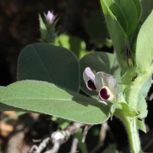 Photographie n°1962387 du taxon Vicia narbonensis L.