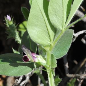 Photographie n°1962390 du taxon Vicia narbonensis L.