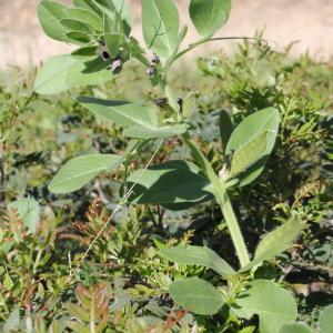 Photographie n°1962394 du taxon Vicia narbonensis L.