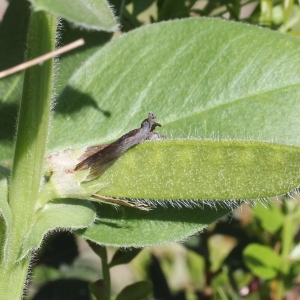 Photographie n°1962398 du taxon Vicia narbonensis L.