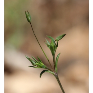 Minuartia hybrida (Vill.) Schischk. subsp. hybrida (Minuartie intermédiaire)