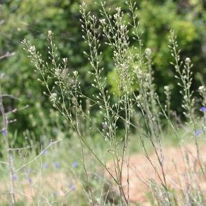 Photographie n°1962444 du taxon Camelina sativa (L.) Crantz