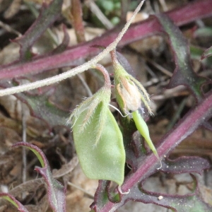 Vicia lens subsp. nigricans (M.Bieb.) Bonnier & Layens (Lentille sauvage)
