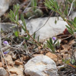 Photographie n°1962593 du taxon Vicia nigricans (M.Bieb.) Coss. & Germ.