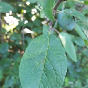 Photographie n°1962780 du taxon Prunus domestica L. [1753]