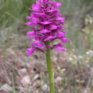  - Anacamptis x laniccae (Braun-Blanq.) H.Kretzschmar, Eccarius & H.Dietr.