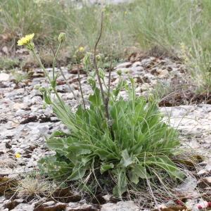 Photographie n°1963025 du taxon Crepis albida Vill.