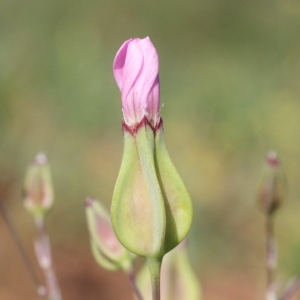 Photographie n°1963106 du taxon Vaccaria hispanica (Mill.) Rauschert