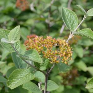 Photographie n°1963171 du taxon Viburnum lantana L. [1753]