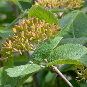 Photographie n°1963180 du taxon Viburnum lantana L. [1753]